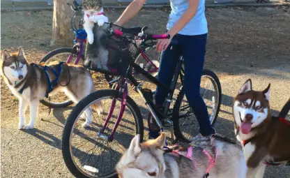 Три хъскита спасили котенце от сигурна смърт