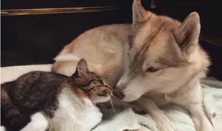 Три хъскита спасили котенце от сигурна смърт