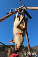 Багатурци се "сражаваха" край Мъглиж и угощаваха с печено прасенце