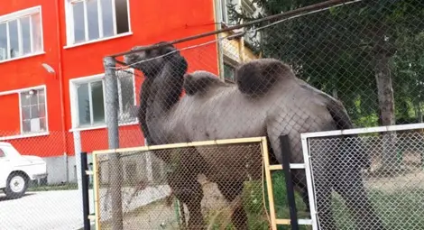 Боровското съкровище открива Европейските дни на наследството