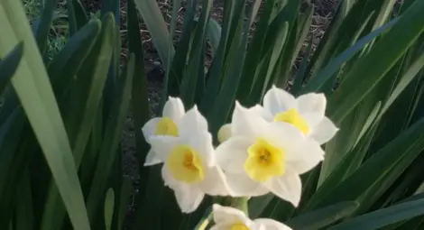 Цъфнали цветя и дървета в цялата страна