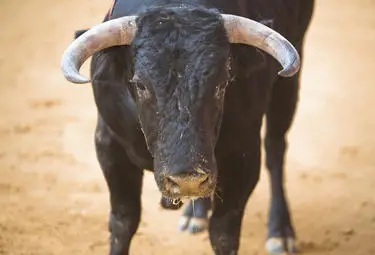 Ревнив бик рани работник след докосване на разгонена юница