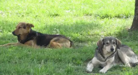 Над 300 лв. глоба за куче без повод и стопанин без торбичка