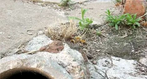 Къщи в Русе пропадат заради лошо направена канализация Къщи в Русе пропадат заради лошо направена канализация