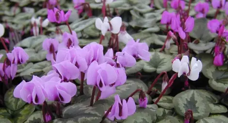 Нова защитена местност в землището на тутраканското село Бреница