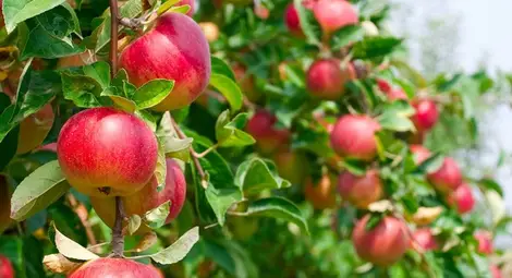 Фонд &bdquo;Земеделие&ldquo; дава 3 милиона лева на овощари за борба с вредители