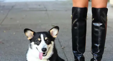 Жена отнесе 100 лева глоба за куче без повод в Парка на възрожденците