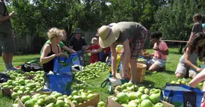 Овощари искат ваучерна  система за сезонни работници