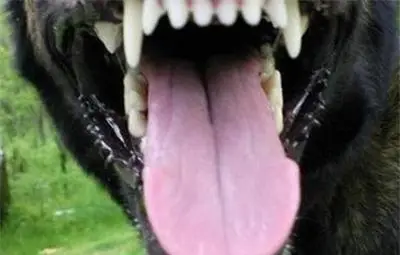 Питбул нахапа полицай при задържане на собственика му наркопласьор