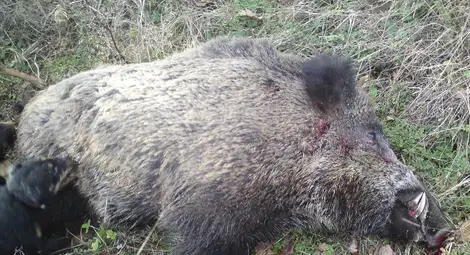 Труп на чумав глиган открит оглозган от диви животни