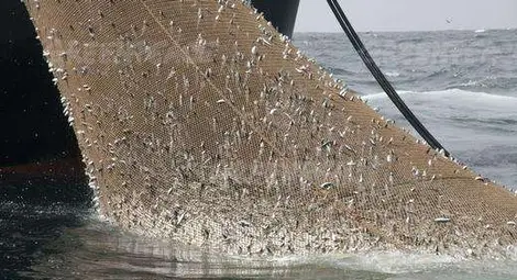 Европейският парламент гласува за щателното преразглеждане на рибарската политика