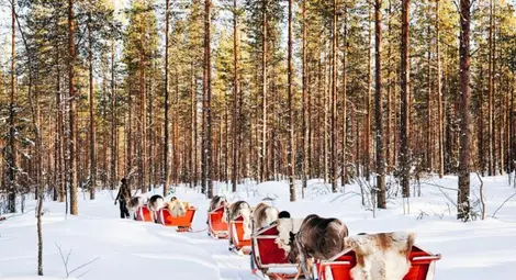 Любопитни факти за елените