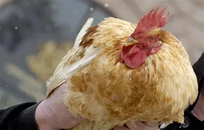 Експерти: Не пипайте и не пренасяйте болна или мъртва птица