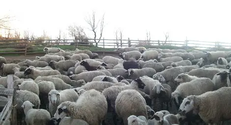 Броят на селскостопанските животни продължава да расте