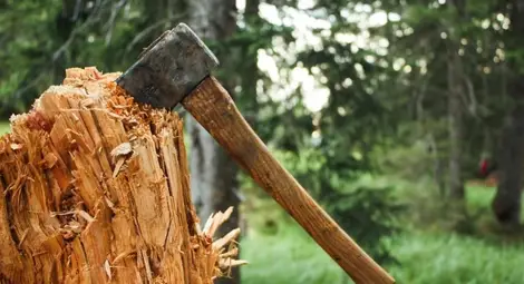 Анализите за изсичане на крайпътните дървета готови до края на месеца