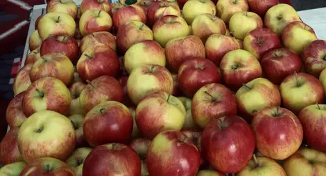 Проф. Донка Байкова: Рязка диета след празниците причинява стрес