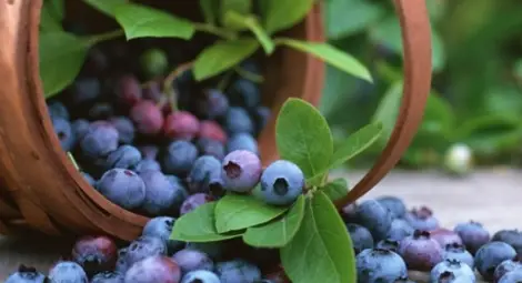 Най-полезен е сокът от боровинки Най-полезен е сокът от боровинки