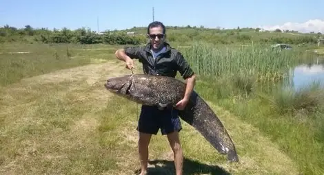 Двуметров сом извади рибар-рекордьор Двуметров сом извади рибар-рекордьор