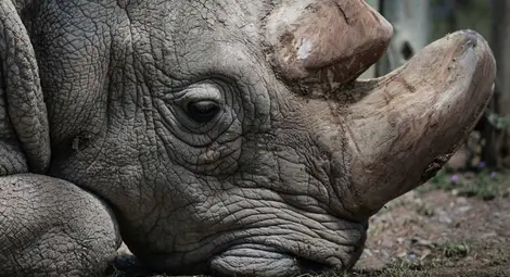 Почина последният мъжки северен бял носорог