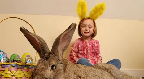 Най-големият заек в света яде по 4000 моркова на година Най-големият заек в света яде по 4000 моркова на година