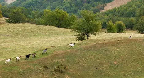 Двама животновъди наеха още  199 декара държавни пасища