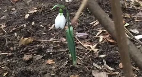 Пролет в началото на февруари – първите кокичета цъфнаха Пролет в началото на февруари – първите кокичета цъфнаха