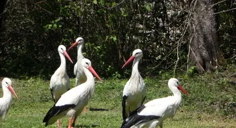 Топлата зима отказа щъркелите от миграцията