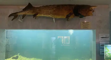 Токов удар уби есетрите в Екомузея с аквариум в Русе /галерия/