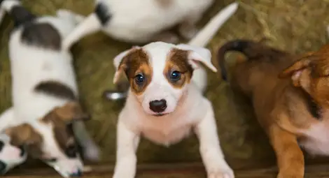 Мъчител влачил с мотор завързано със сезал кутре