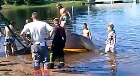 Нечовешка гавра със слон потресе света