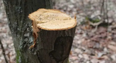 Масова незаконна сеч около язовир Копринка