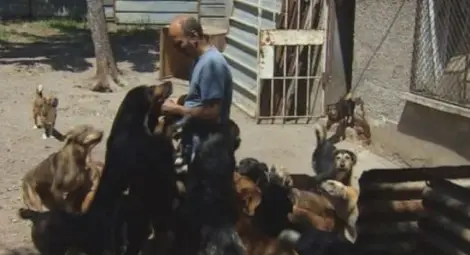 Софиянец гледа над 100 кучета в дома си Софиянец гледа над 100 кучета в дома си