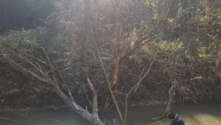 Почистиха коритото на река Черни Лом край село Пепелина&nbsp;от паднали дървета и клони