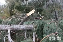 1200 декара гора край Шипка е унищожена от снежната виелица