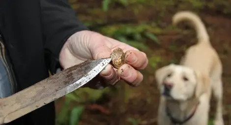 Полицаи, горски и екоинспектори не могат да удържат щурма на търсачите на трюфели