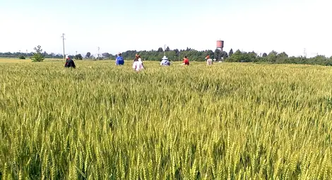 Няма кой да обработва 1200 дка  златна земя близо до Русе