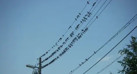 Токът в Бъзън и Тетово  &bdquo;примигвал&ldquo; заради гладни птици върху жиците