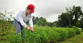 Само фермери с дипломи получават субсидии за агроекология