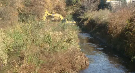 Речните корита и диги опасно обрасли с храсти и дървета Речните корита и диги опасно обрасли с храсти и дървета