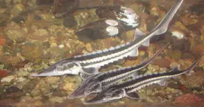 Шест пъструги заздравяват есетровата популация в Дунав