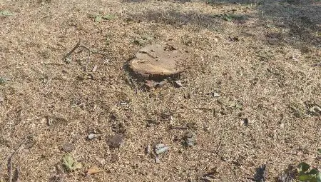 Граждани за зеленото богатство на Русе: Защо се режат здрави дървета?