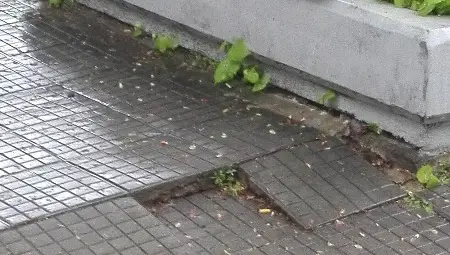 Сухо дърво и надигнати плочки застрашават пешеходци пред Борците