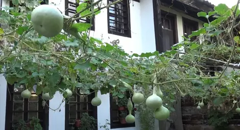 Бор отгледа кратуни в Стария Пловдив