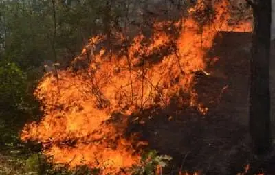 Тон въглища и 8 кубика дърва изгоряха заради гнездо оси 