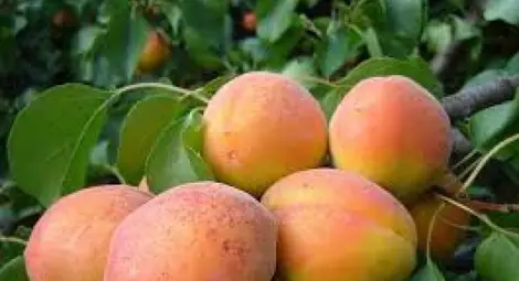 Със слаби добиви започва  прибирането на кайсиите