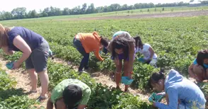 Испания търси берачки на  ягоди срещу 40 евро на ден