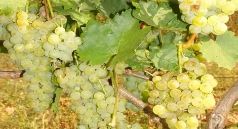 Как се ражда нов сорт грозде - с много знания и 20 години грижи като за малко дете