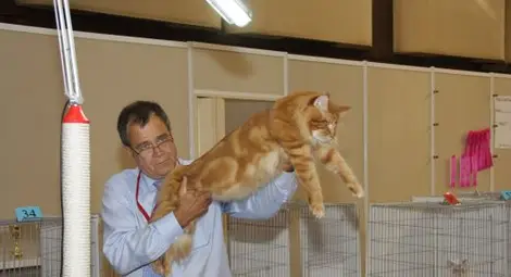 Показват най-голямата котка в света на изложба в София