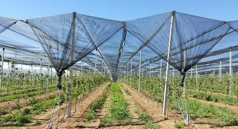 Земеделците получават държавната помощ за съоръжения за защита от градушки и слана