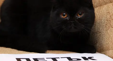 Петък 13 - страх от суеверие или суеверие от страх? Петък 13 - страх от суеверие или суеверие от страх?